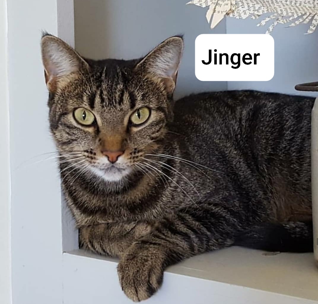 Image of Jinger, Lost Cat