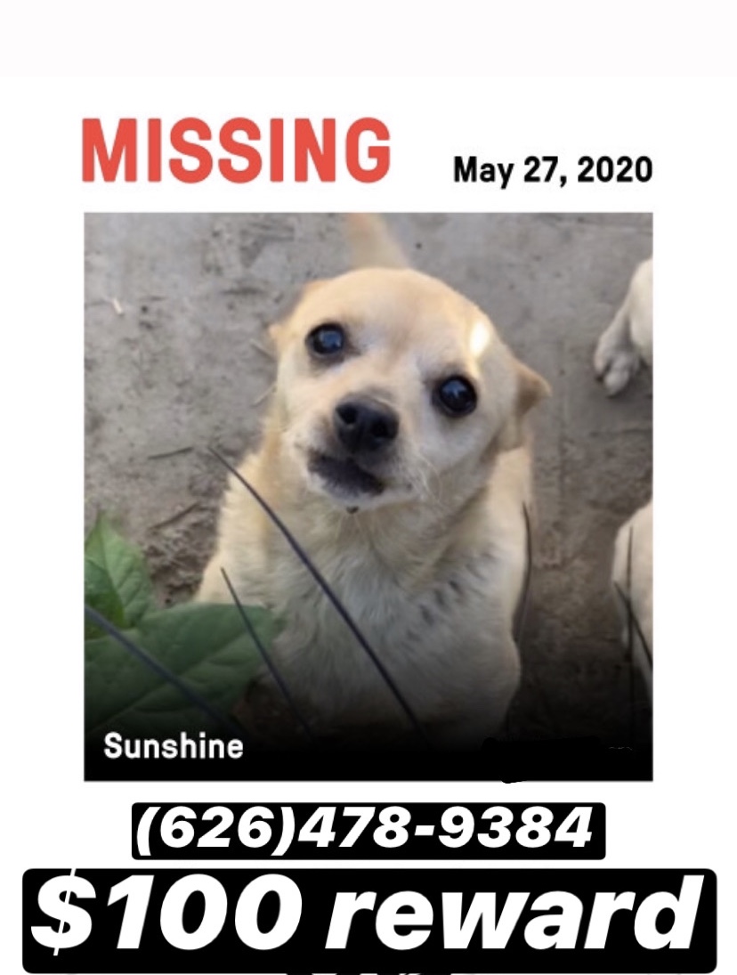 Image of Sunshine, Lost Dog