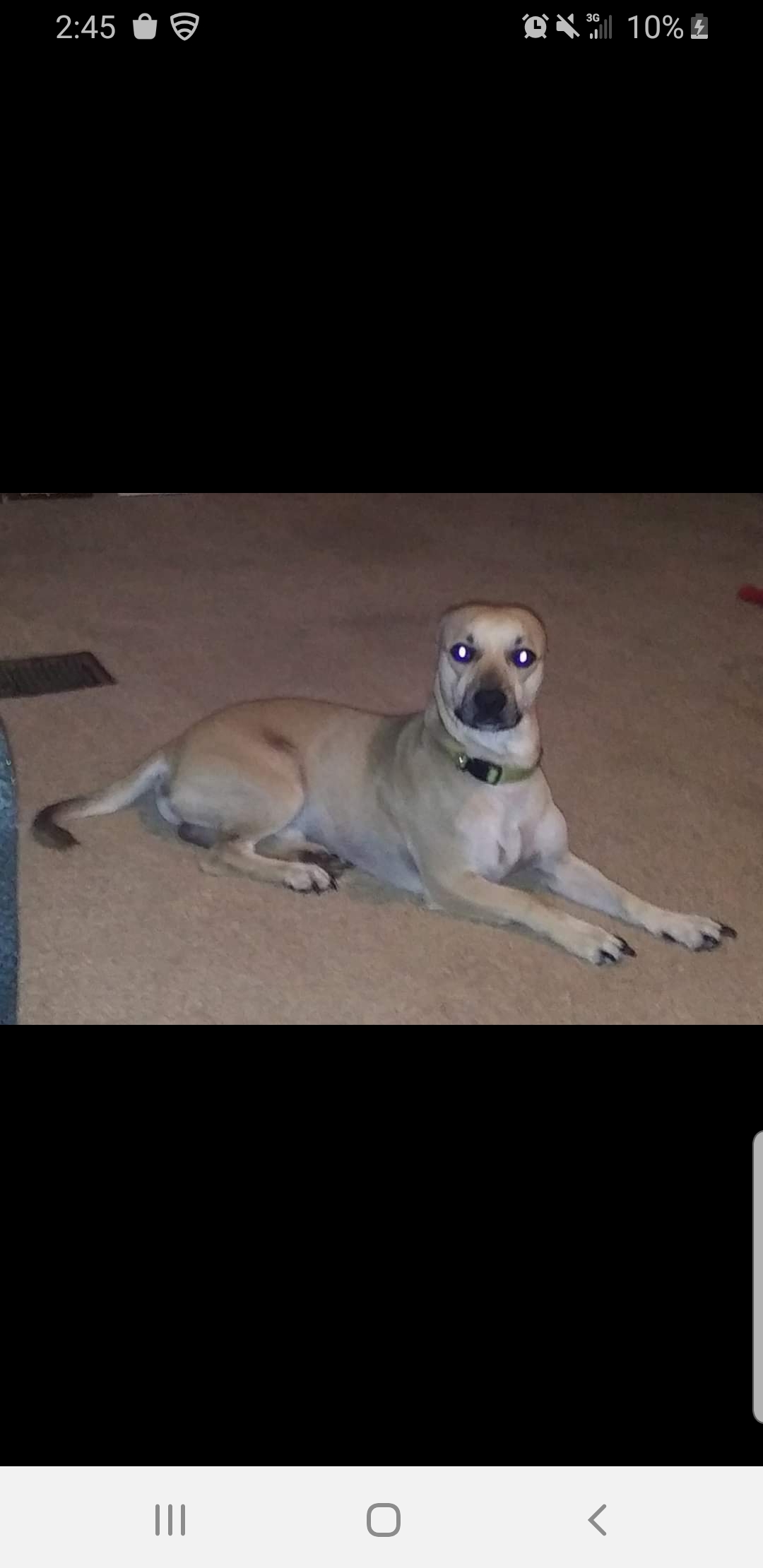 Image of Tanner, Lost Dog