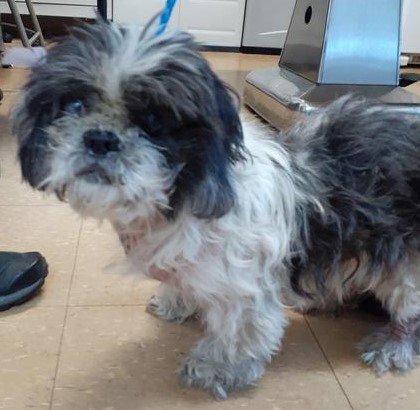 Image of Shelter name: Eileen, Found Dog