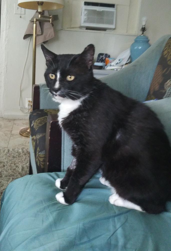 Image of MIckey, Lost Cat