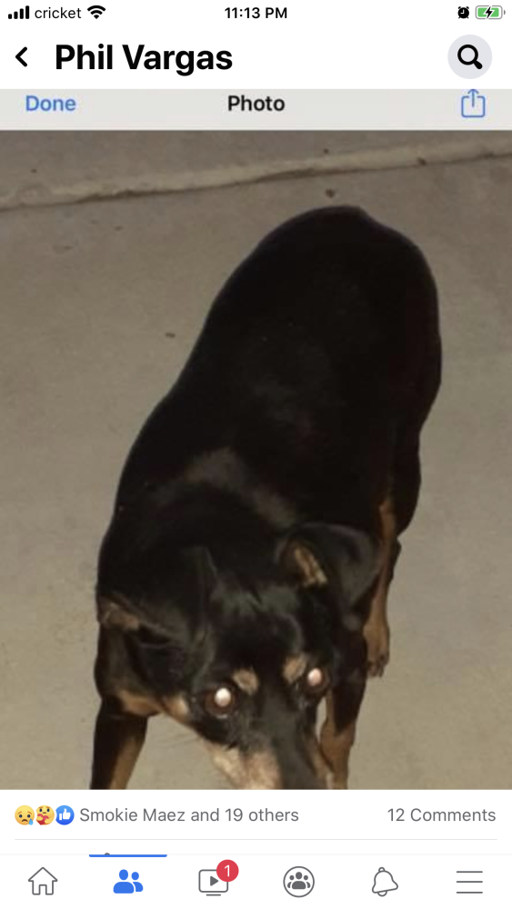 Image of Amber, Lost Dog