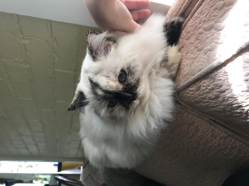 Image of appa (puffy), Lost Cat