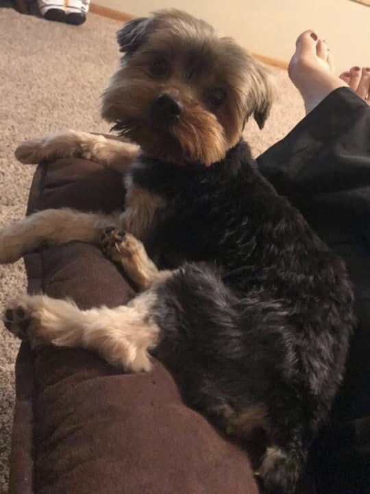 Image of Sparky, Lost Dog