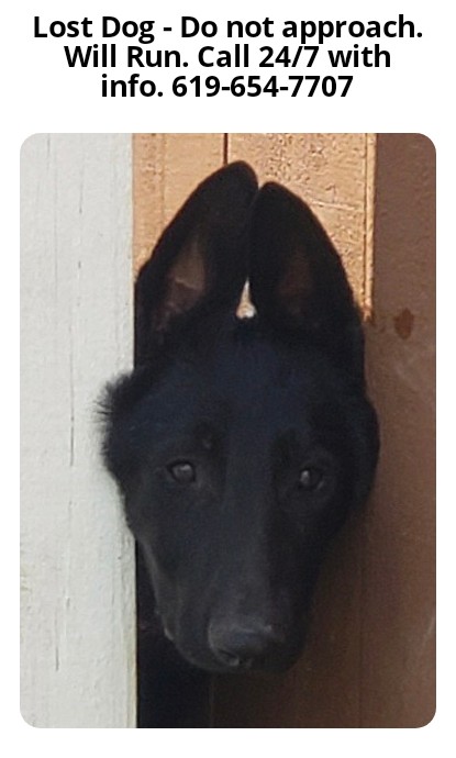 Image of Onyx, Lost Dog