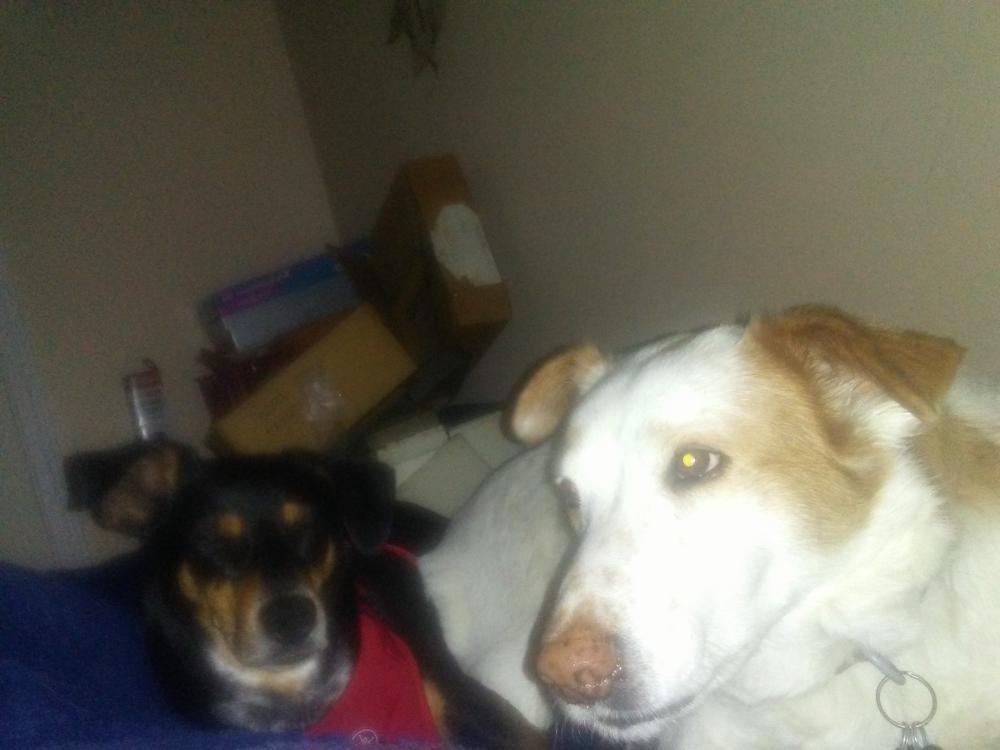 Image of Two dog Max &Arnie, Lost Dog