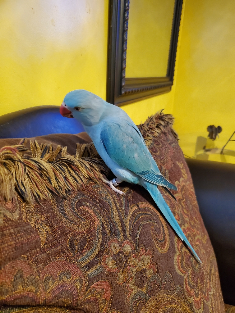 Image of Blue, Lost Bird