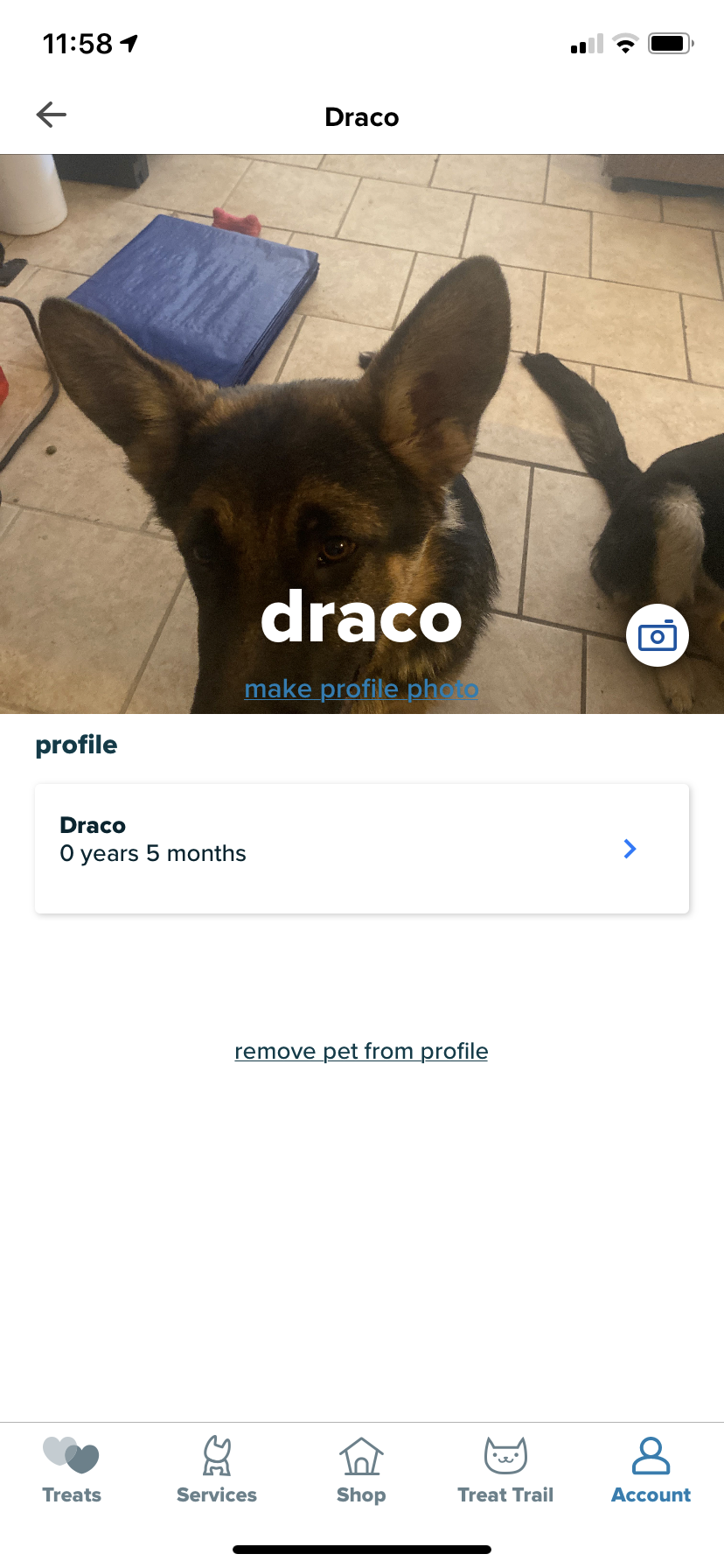 Image of Draco and Diamond, Lost Dog