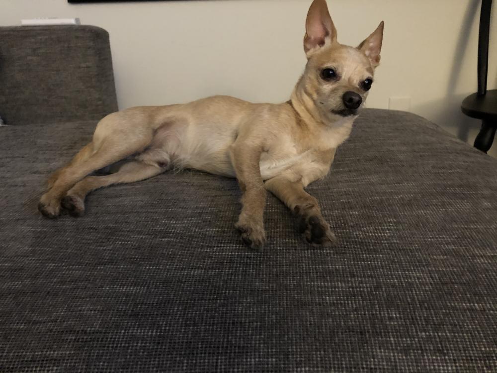Image of Unknown Chihuahua, Found Dog