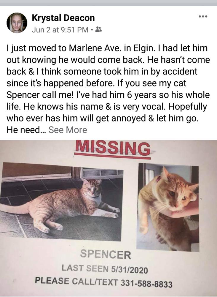 Image of Spencer, Lost Cat
