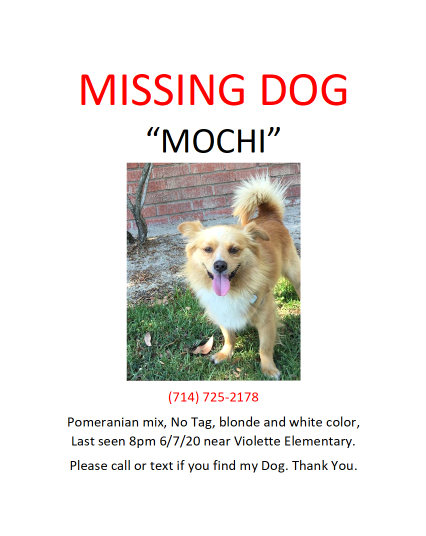 Image of Mochi, Lost Dog