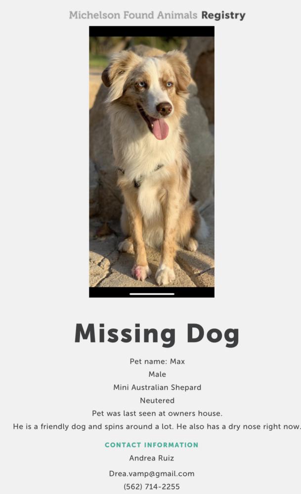 Image of Max, Lost Dog