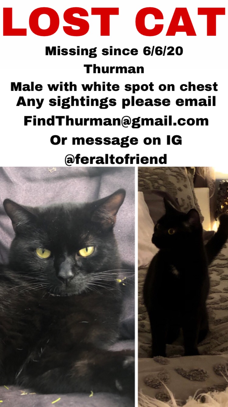 Image of Thurman, Lost Cat