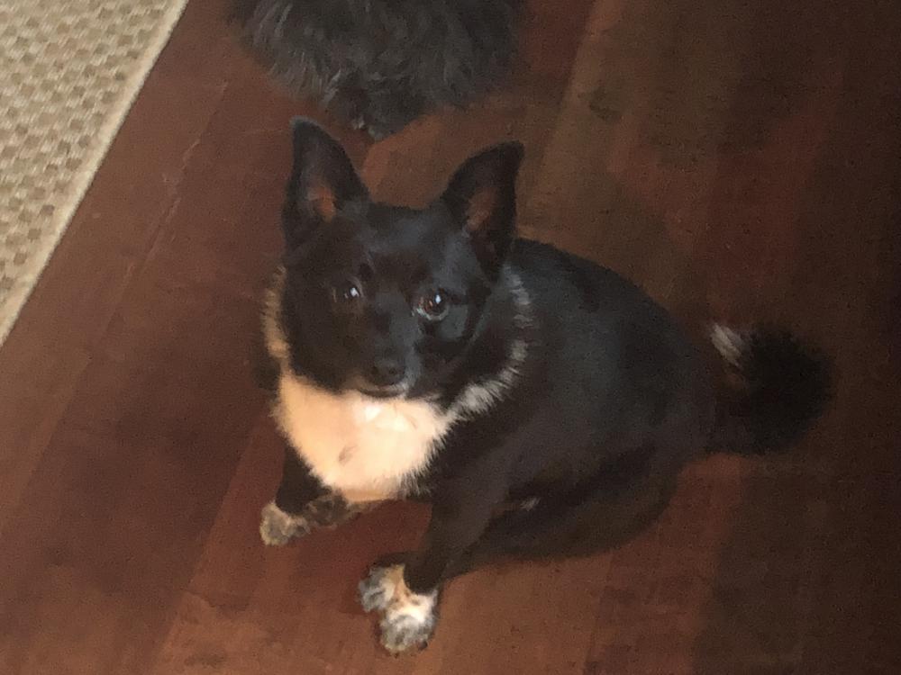 Image of TUX, Lost Dog