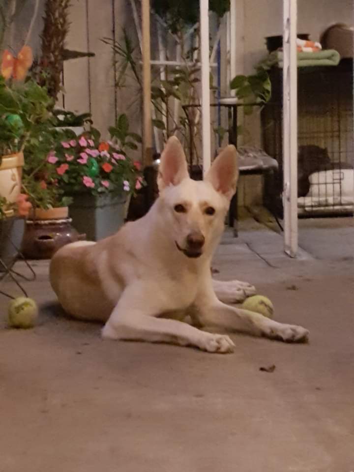 Image of Nelly, Lost Dog