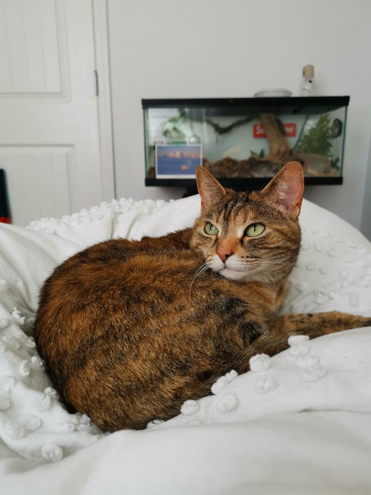 Image of Lady, Lost Cat