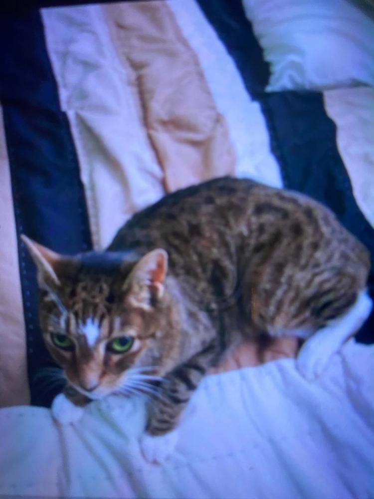 Image of Clausy, Lost Cat