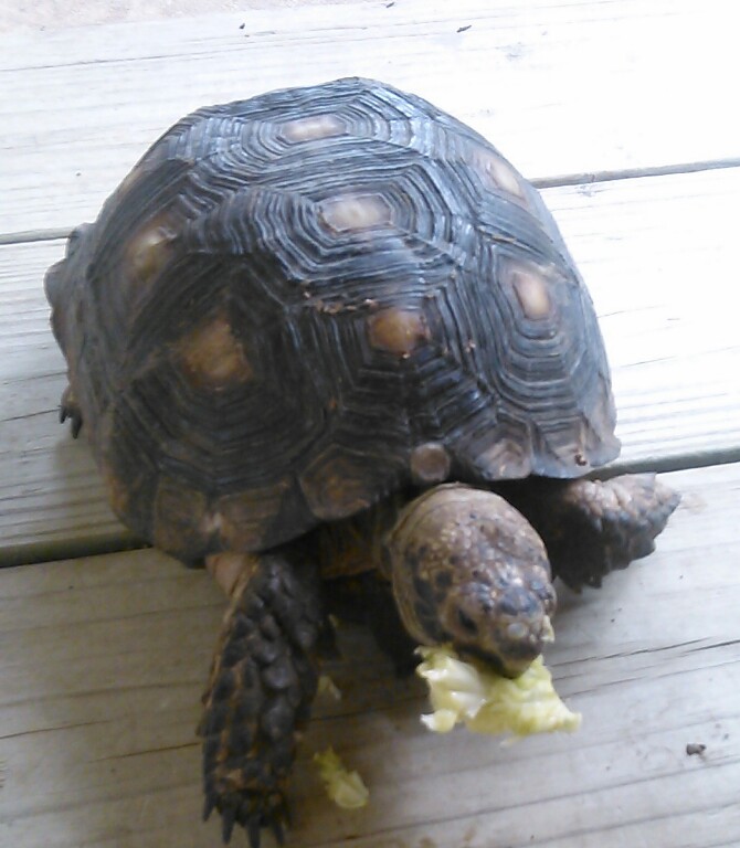 Image of Tortoise, Lost Reptiles