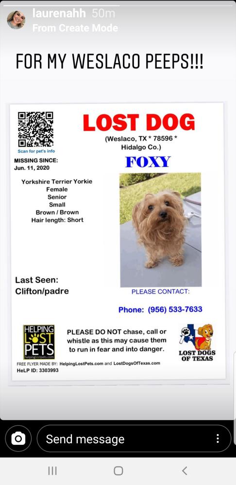 Image of Foxy, Lost Dog