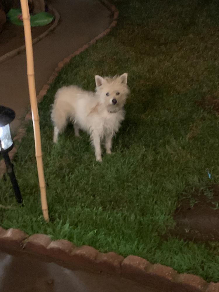 Image of unkown, Found Dog