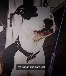 Image of Dorian, Lost Dog
