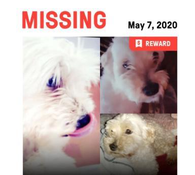 Image of Muñeca (still missing!), Lost Dog