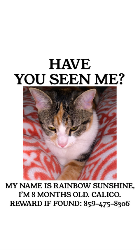 Image of Rainbow Sunshine, Lost Cat