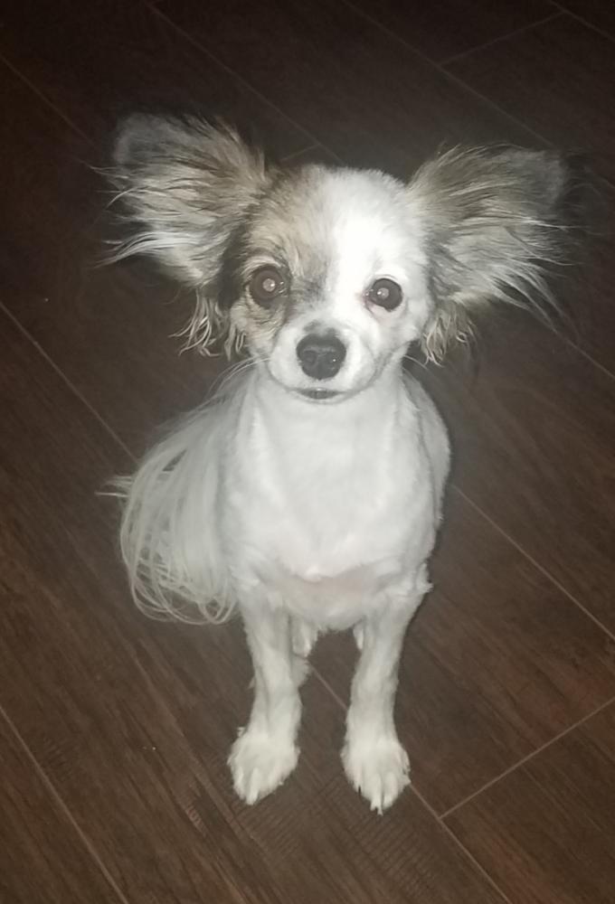 Image of Lilith, Lost Dog