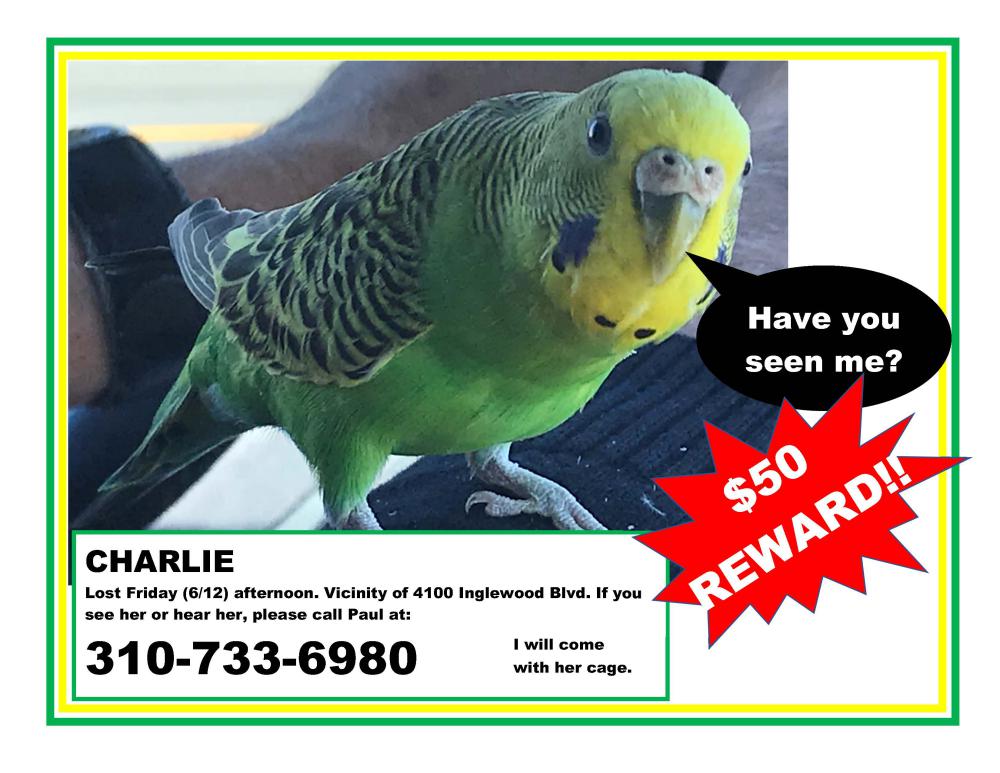 Image of Charlie, Lost Bird
