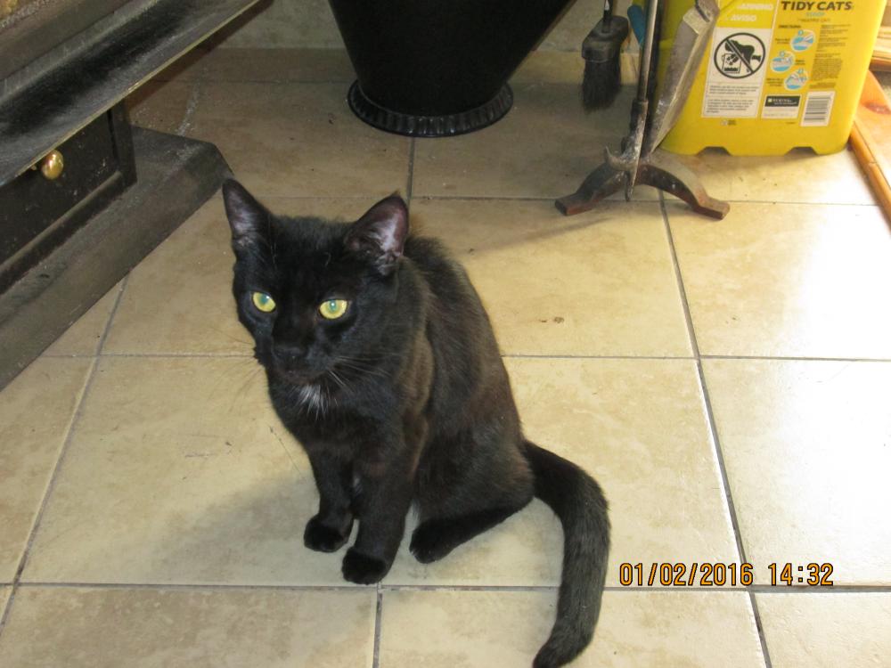 Image of Spooky, Lost Cat
