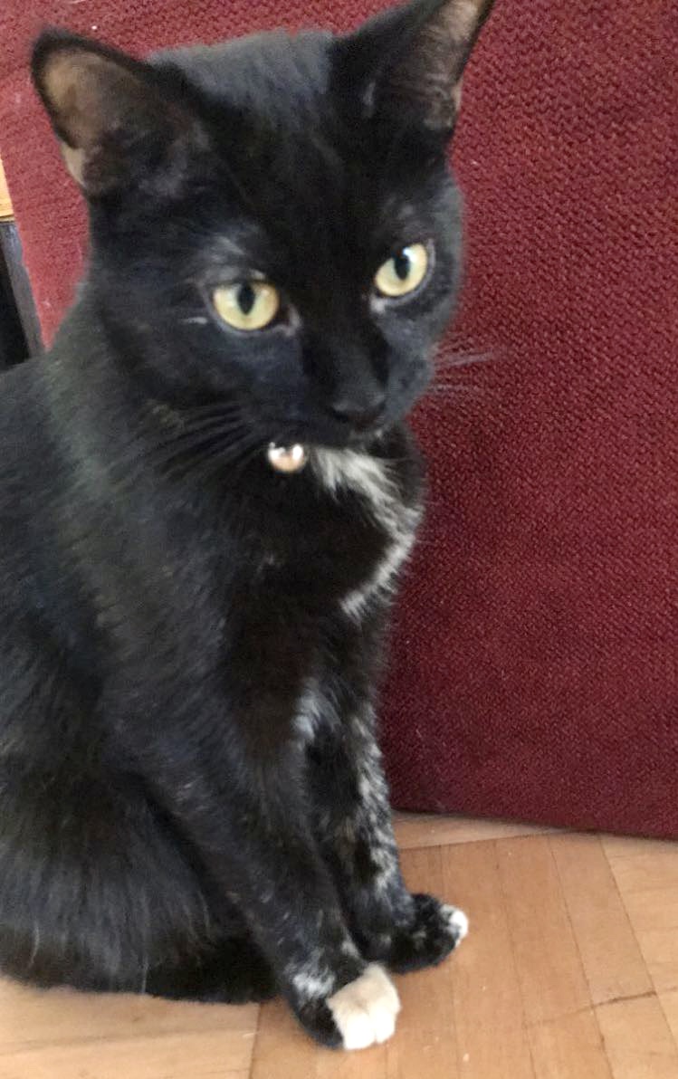 Image of Octavia, Lost Cat