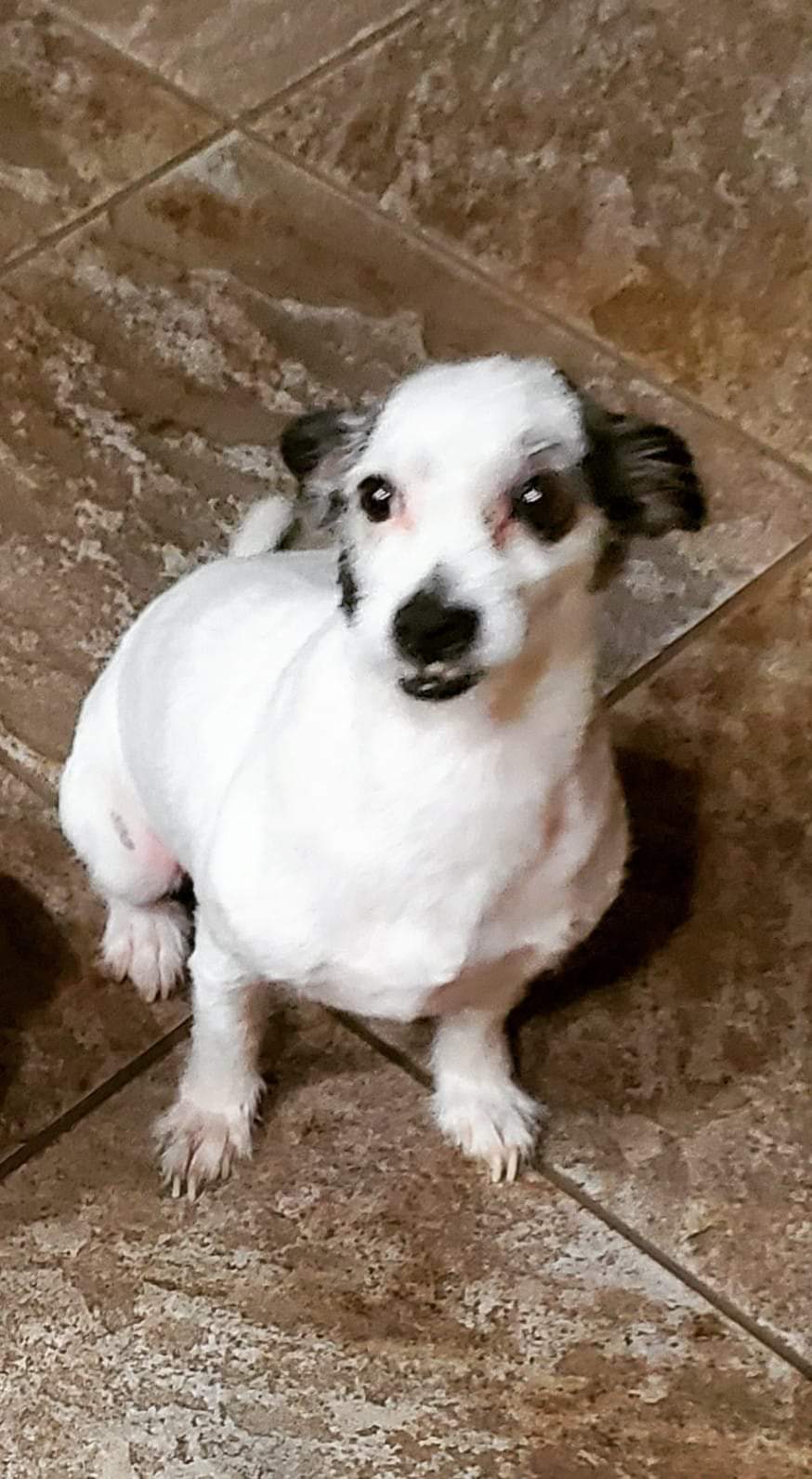 Image of SPARKY, Lost Dog