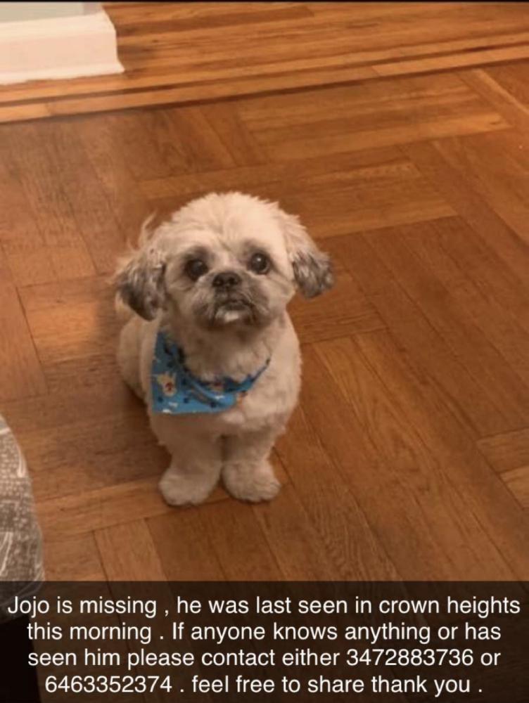 Image of Jojo, Lost Dog