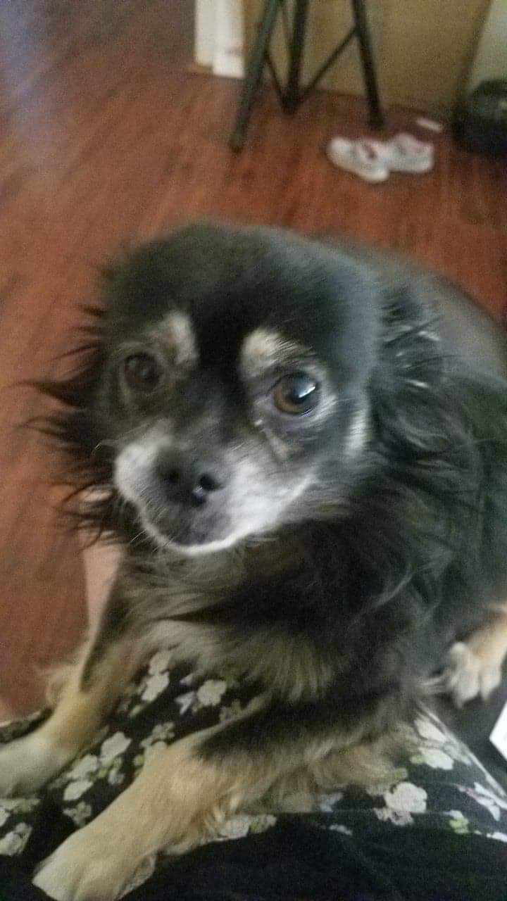 Image of Bobby, Lost Dog
