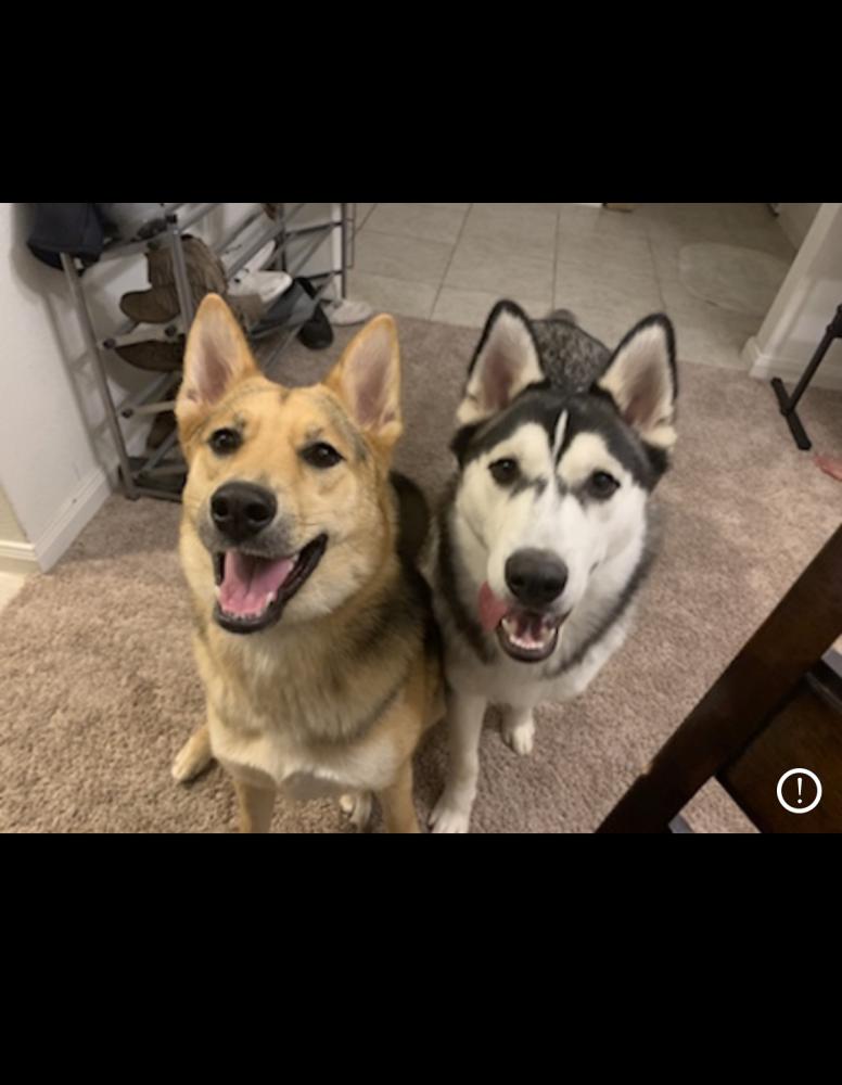 Image of Zeus and Aisha, Lost Dog