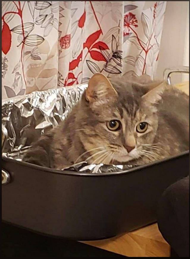 Image of Ninny Kitty, Lost Cat