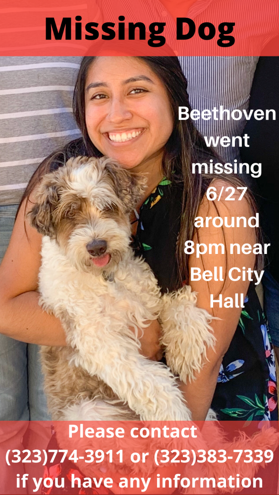 Image of Beethoven, Lost Dog