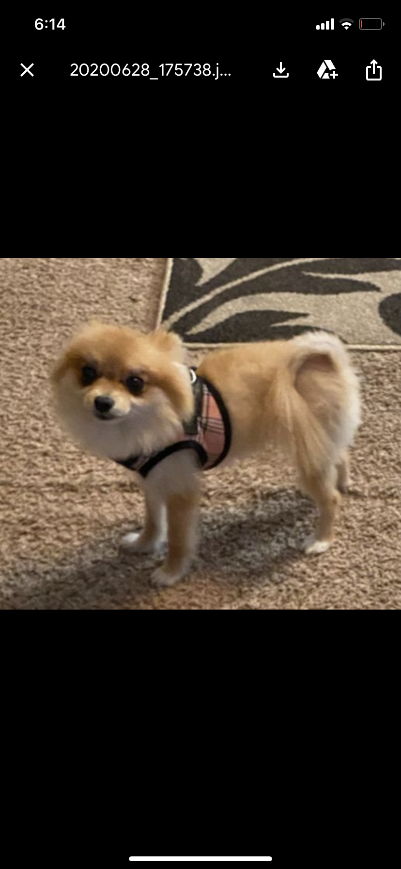 Image of Olivia, Lost Dog