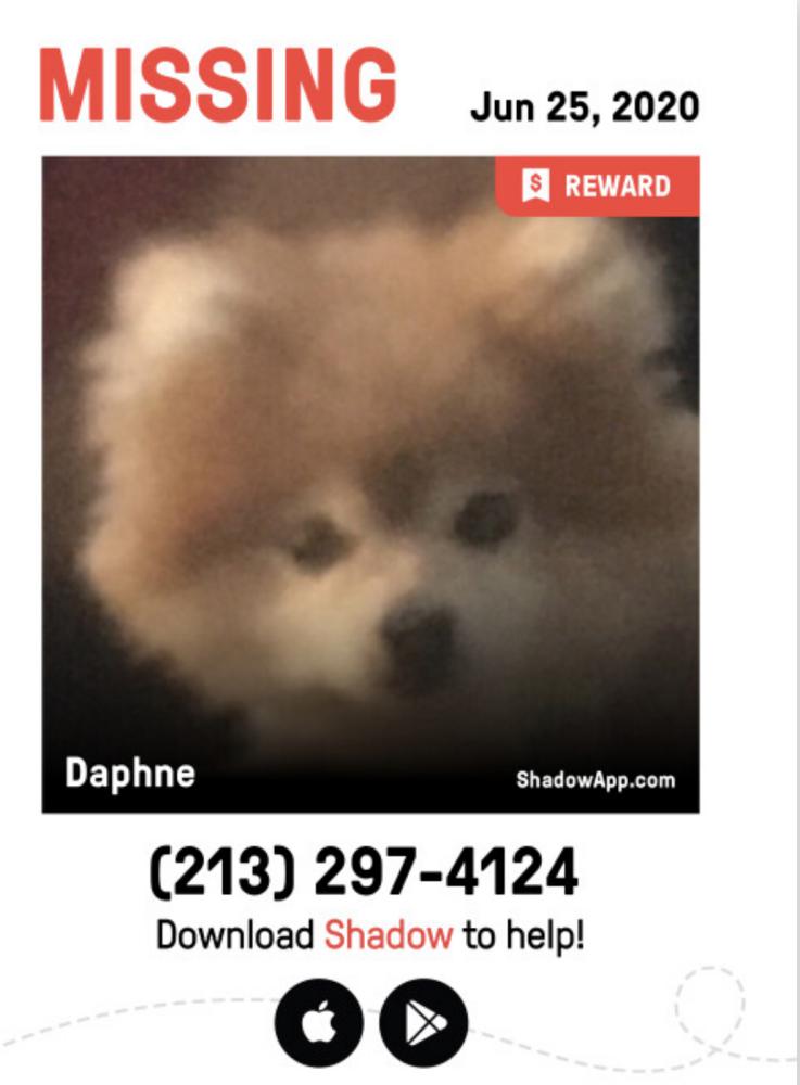 Image of Daphne, Lost Dog