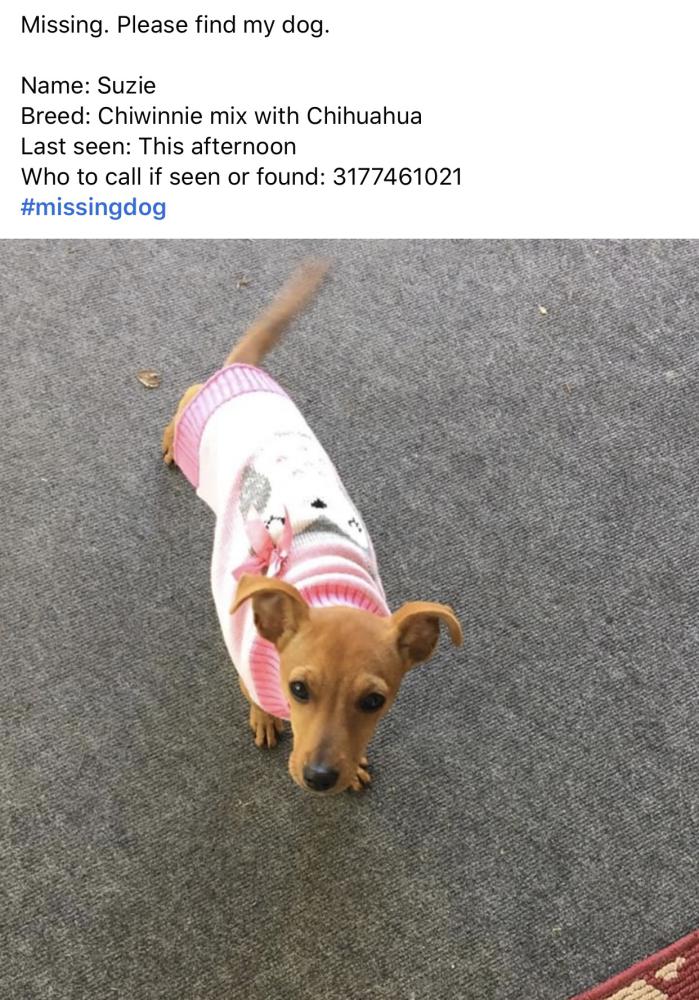 Image of Susie, Lost Dog
