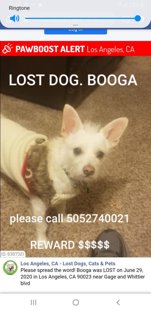 Image of Booga, Lost Dog