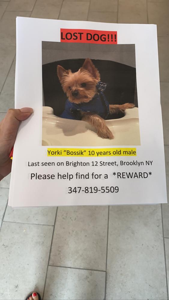 Image of Bossik, Lost Dog
