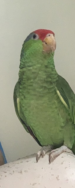 Image of BUDDY, Lost Bird