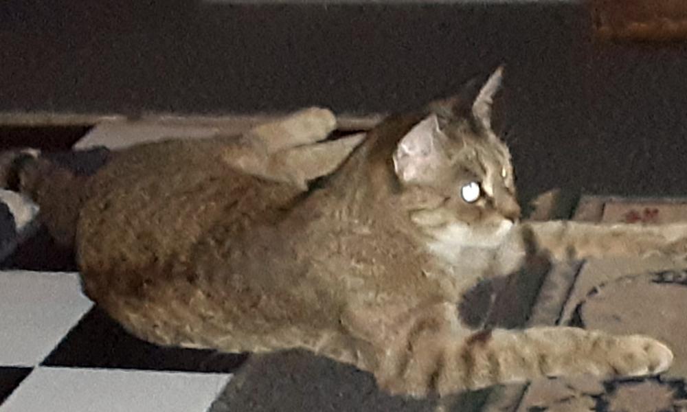 Image of abbey, Lost Cat