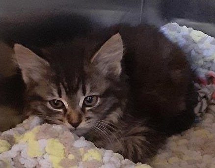 Image of Sweet Baby (Shelter), Found Cat