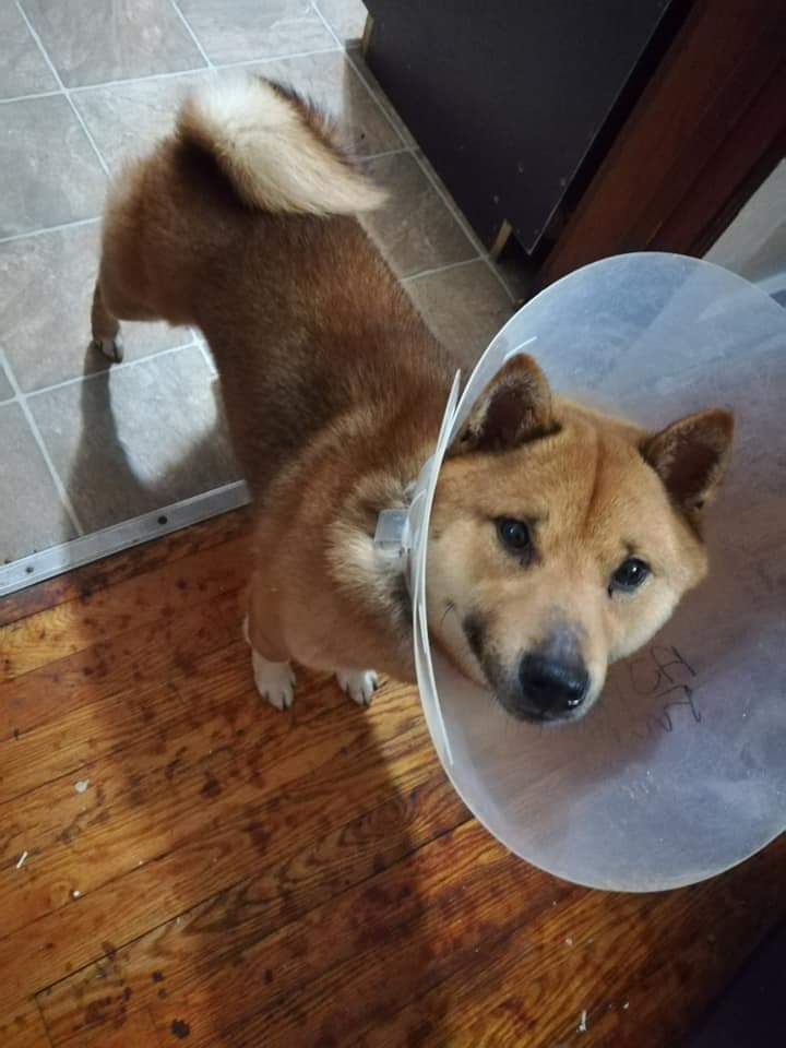 Image of Ajax, Lost Dog
