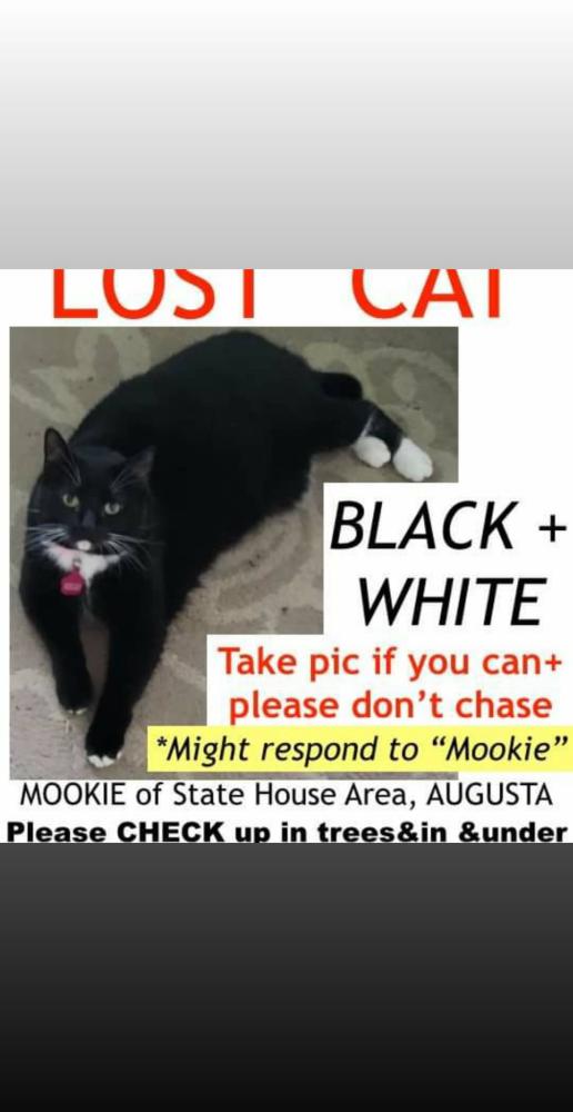 Image of Mookie, Lost Cat