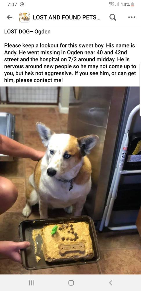 Image of Andy, Lost Dog