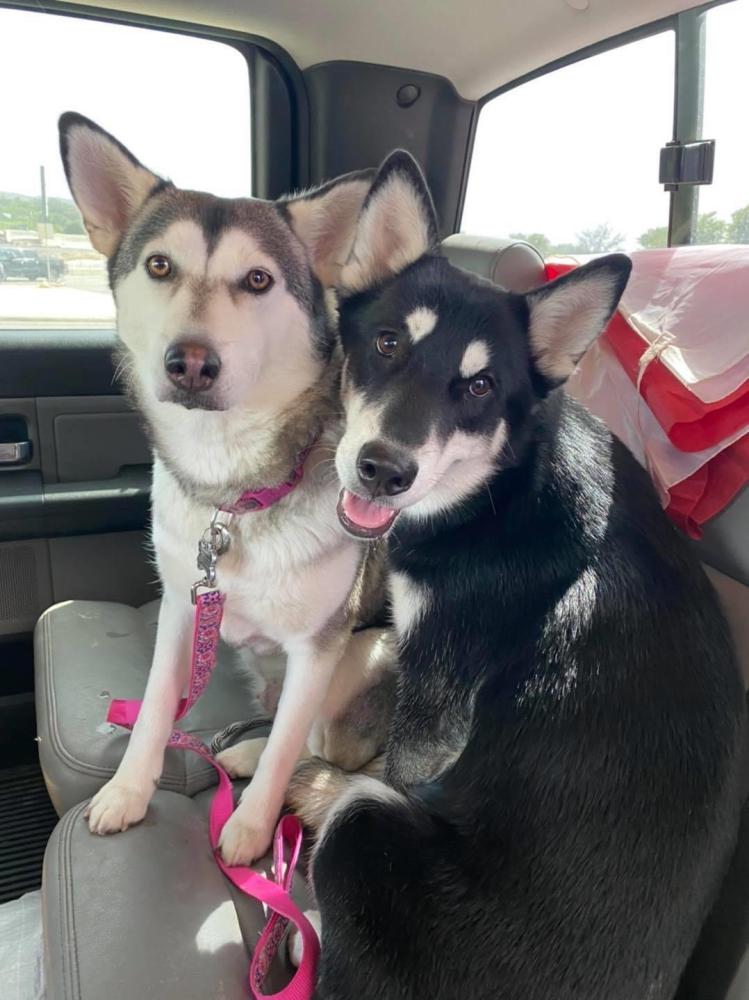 Image of Simi &Tizzy, Lost Dog
