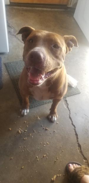 Image of Molly, Found Dog